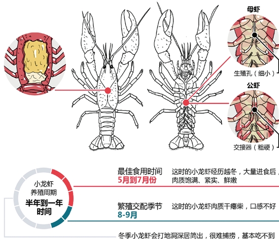 大龙虾胃囊图图片